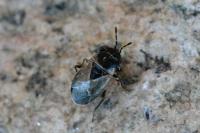 Geocoris megacephalus