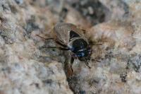 Geocoris megacephalus