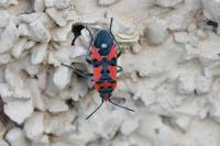 Lygaeus equestris