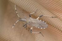 Dicranocephalus albipes
