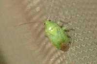 Apolygus spinolae