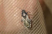 Heterogaster urticae