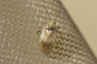 Lygus rugulipennis
