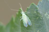 Malacocoris chlorizans