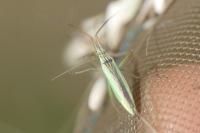 Notostira