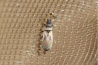 Oxycarenus pallens