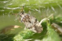 Tingis cardui