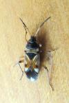 Raglius alboacuminatus