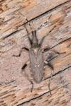 Dicranocephalus agilis
