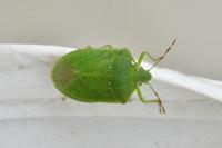 Nezara viridula