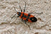Lygaeus equestris