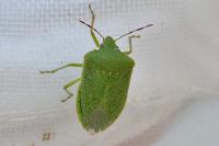 Nezara viridula