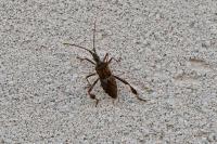 Leptoglossus occidentalis
