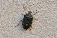 Rhaphigaster nebulosa