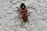 Lygaeus equestris