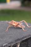 Leptoglossus occidentalis