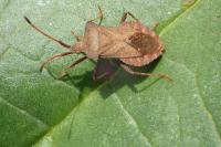 Heriaeus oblongus