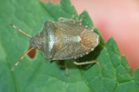 Peribalus strictus vernalis