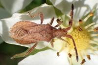 Coriomeris