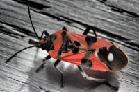 Lygaeus equestris