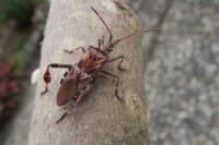 Leptoglossus occidentalis
