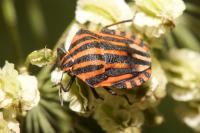 Graphosoma italicum italicum