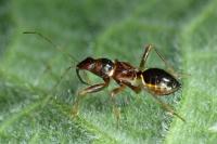 Himacerus mirmicoides