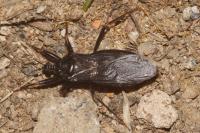 Reduvius personatus