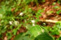 Metatropis rufescens