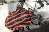 Graphosoma italicum italicum