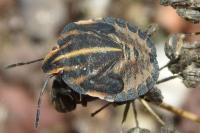 Graphosoma italicum italicum