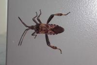 Leptoglossus occidentalis