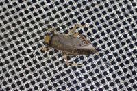 Callicorixa praeusta