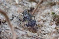 Saldula arenicola