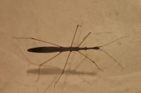 Hydrometra stagnorum