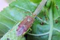 Pantilius tunicatus