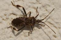 Leptoglossus occidentalis