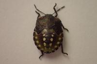 Nezara viridula