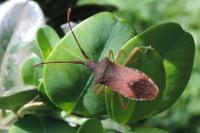 Gonocerus acuteangulatus