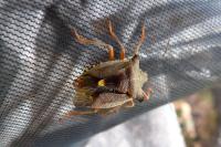 Pentatoma rufipes
