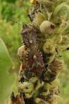 Dolycoris baccarum