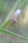 Aelia acuminata