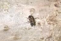 Rhyparochromus vulgaris