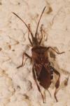 Leptoglossus occidentalis