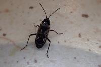 Rhyparochromus vulgaris