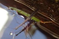 Hydrometra stagnorum