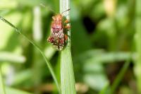 Rhopalus subrufus