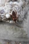 Leptoglossus occidentalis