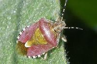 Dolycoris baccarum