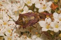 Carpocoris purpureipennis